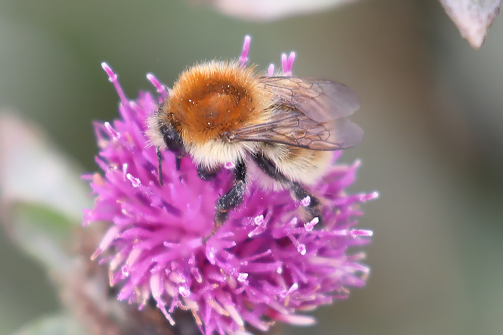 Moss carder bee